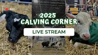Calving Corner 1/10/2025 - Pennwood Farms (Day One)