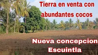 4 Manzanas y media de tierra en venta Con cocos ya cosechando/ cerca de la carretera.