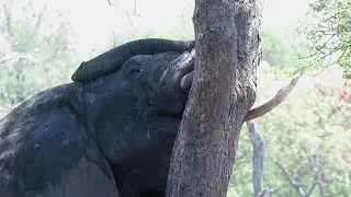 Sleepy elephant takes nap while resting head against tree trunk