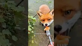 Story with the Fox #story #animals #animallover #cute #fox #love