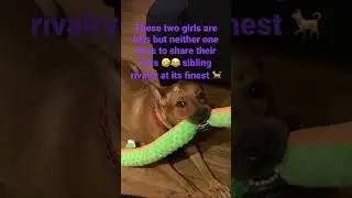Sibling rivalry #dog #child #animalfriendly #funny #sharingiscaring