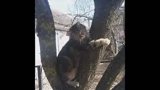#short #shortvideo #story #cat #catlover #реки #врек #весна