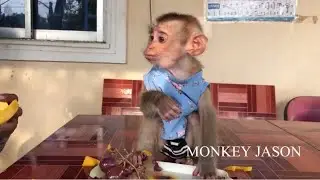 Most Patiently Monkey, Baby Jason Adored Gesture When Eat Grapes With Mom Very Cute & Funny