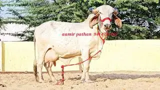 extra ordinary gir cow brazil 🇧🇷 pattern bhawnagar bloodline reyar colour top class 👏 9414745465