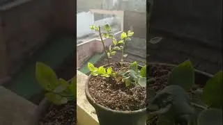 Blueberry 🫐 flowering at my home #kolhapur #blueberry #gardening #fruits #nature #farming #india