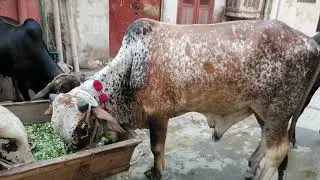 Subhani Cattle Farm 2021