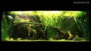 [HD] Start Of The Series: My Southeast Asia Community Tank / S&uuml;dostasienbecken [1/1]
