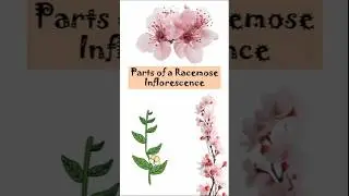 Parts of a racemose inflorescence #botany #biology #flowers #lifescience #learning