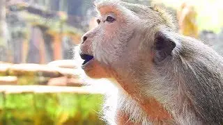 Tima Screaming! Timo and Tima Lose The Group Monkey, She Feel Isolated, Suddenly Popeye Come