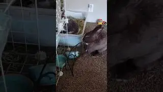 Strong bunny lifts metal food holder with ceramic bowls