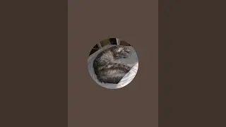 🔴 WOWINFO is Clash Royale
