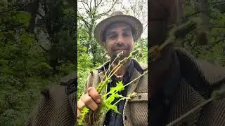 Urban Herb walk in Montreal with the Herbal Jedi