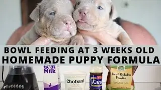 First time bowl feeding | DIY Puppy Formula Recipe