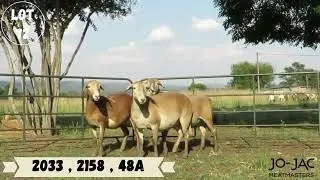 Bosveld Meatmaster Auction - Lot 72