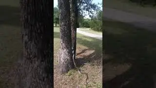 Huge bull snake climbs a tree in Austin Texas 2019