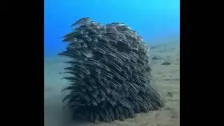 Striped eel cat fish||beautiful fishes under water||Let's get to know...