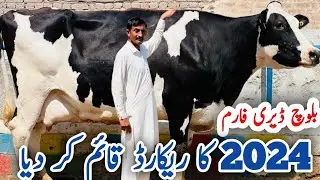 Imported Cows for Sale at Baloch Dairy Farm in Pakistan! Heavy Milker cows