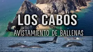 LOS CABOS l AVISTAMIENTO DE BALLENAS