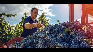 La vendimia en Bodegas Ilurce - Rioja