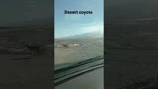 coyote crossing road