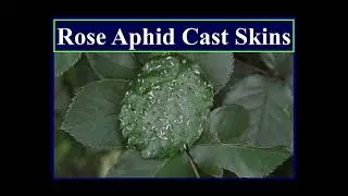 Diagnosing Pest Problems of Roses