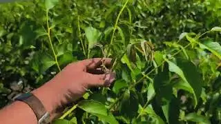 European walnut orchards start here | Premium quality grafted walnut tree. Nursery Showcase. 8.2025.