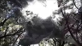 Megaweb at Arkansas Bend State Park