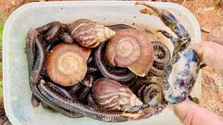 Catching millipedes grab snails in the hole #insects #millipede #snails #animals
