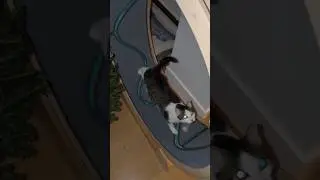 Jason the cat chases treats on the catwheel