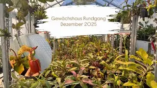 Nepenthes Gewächshaus Rundgang Dezember 2025