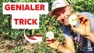 🍎 Das ist der PERFEKTE zeitpunkt zum Pfl&uuml;cken Deiner &Auml;pfel! (einfacher TRICK)