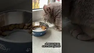 Пакет с кормом недостижим как трон👑🥲 #cat #кот #прикольныекоты #видосыоткота