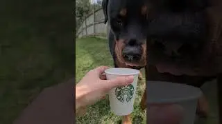 Starbucks pup cup, Pupauccino