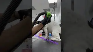 Grooming a French bulldog #dog #pomeraniangrooming #doglove #poms #pets #groomingtime #puppy #pomer