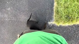 Figure 8 Dog Command, Dog Training, Training Dog To Switch Sides, Heel Dog On Right & Left