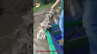 Estos pescadores encuentran el nido de los bagres, de un solo tarrayazo pariente 🎣🤠🇨🇴