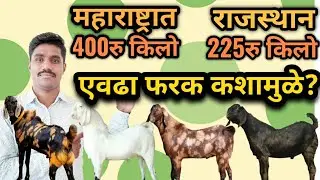 महाराष्ट्र आणि राजस्थान मध्ये शेळ्यांच्या किमतीमध्ये एवढा फरक का असतो. #शेळीपालन. #Shelipalan