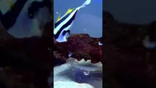 O Heniochus, &eacute; uma escolha linda para aqu&aacute;rios marinhos