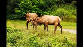 Elks in the Susquehannock State Forest-Morning Grazing