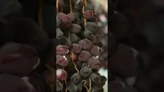 The Ultimate Tasting Experience: Ajwa Dates from Madinah