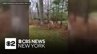 Video shows deer with antlers stuck in zip line on Long Island