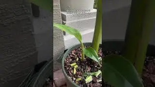 Don&rsquo;t forget to remove your banana pups for healthy plants #plants #garden #gardening #banana