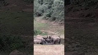 Come for the elephants stay for the peace, Have you visited Anakulam? #shortvideo #travel #anakulam
