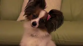 Singing Dog, Chocolat