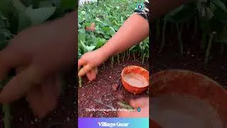 Plant Propagation ASMR 🌱 Satisfying Snipping & Dipping! #oddlysatisfying #asmr #gardening