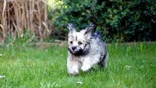 Havanese vs Maltese: Choosing Between Two Small Breeds