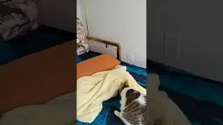 This cat had too much caffeine 🤣