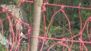 Jerat biawak empang