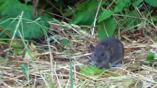 Pacific Jumping Mouse