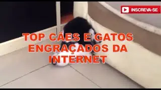 OS C&atilde;es e gatos mais engra&ccedil;ados  - DDboom